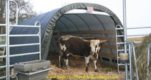 mdm shelter with bull